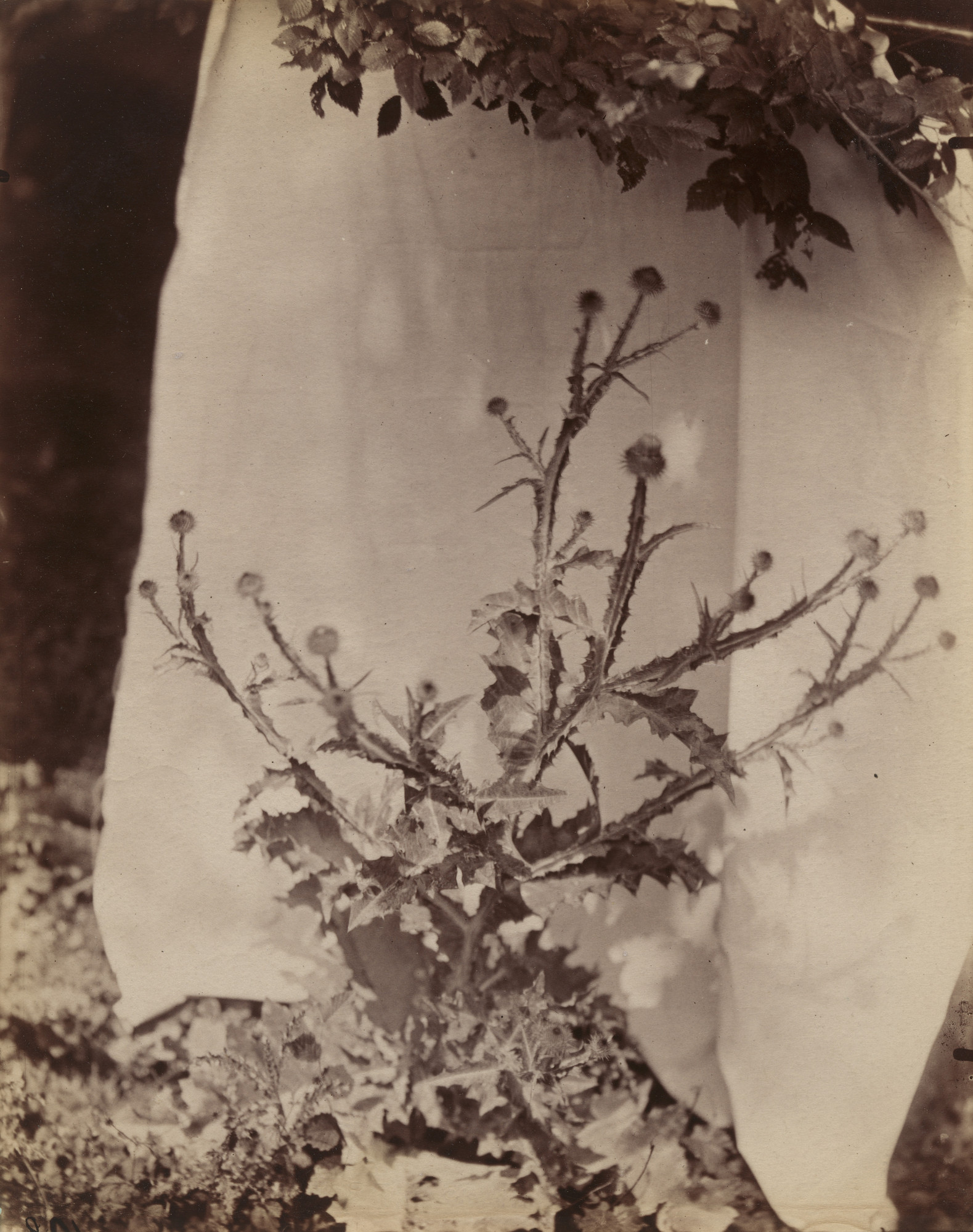 Eugène Atget. Chardons