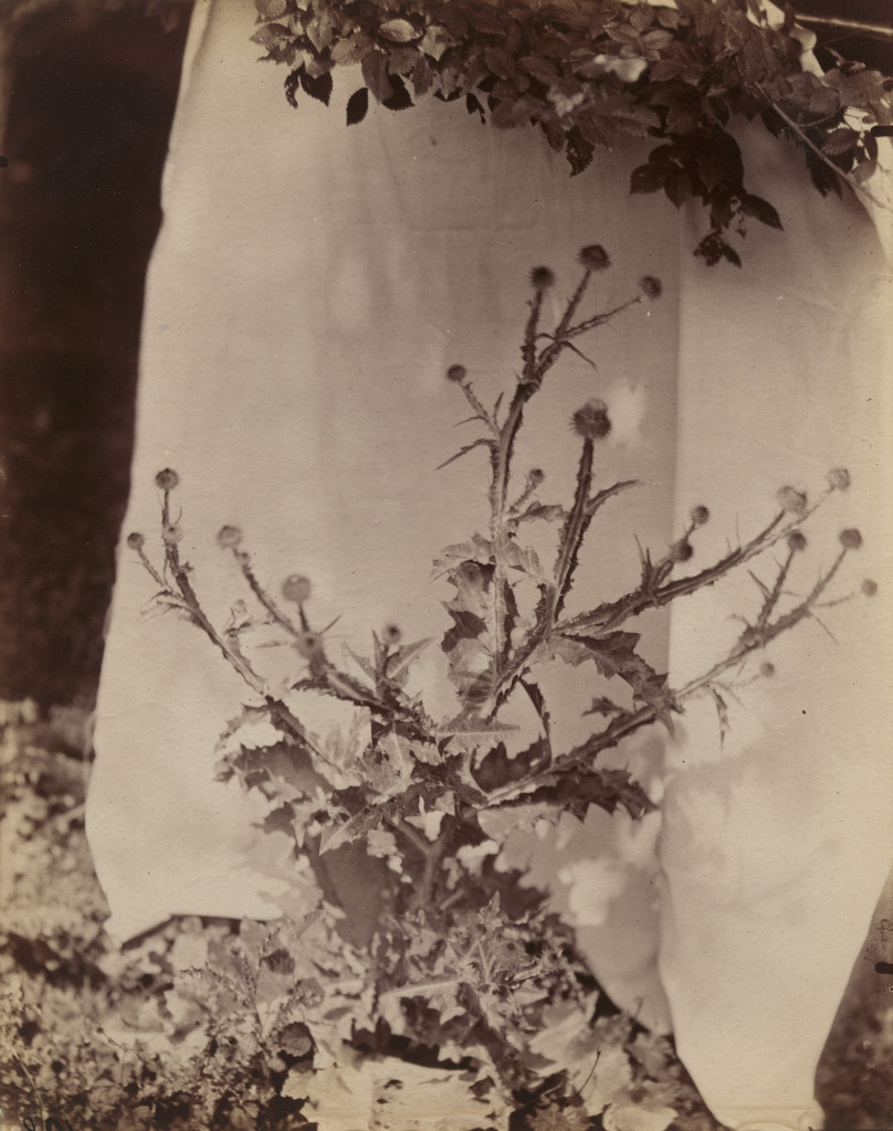 Chardons, Eugène Atget, Before 1900