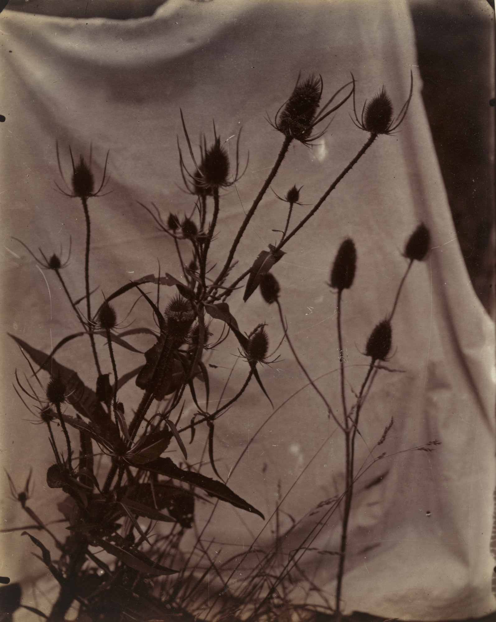 Eugène Atget. Peignes