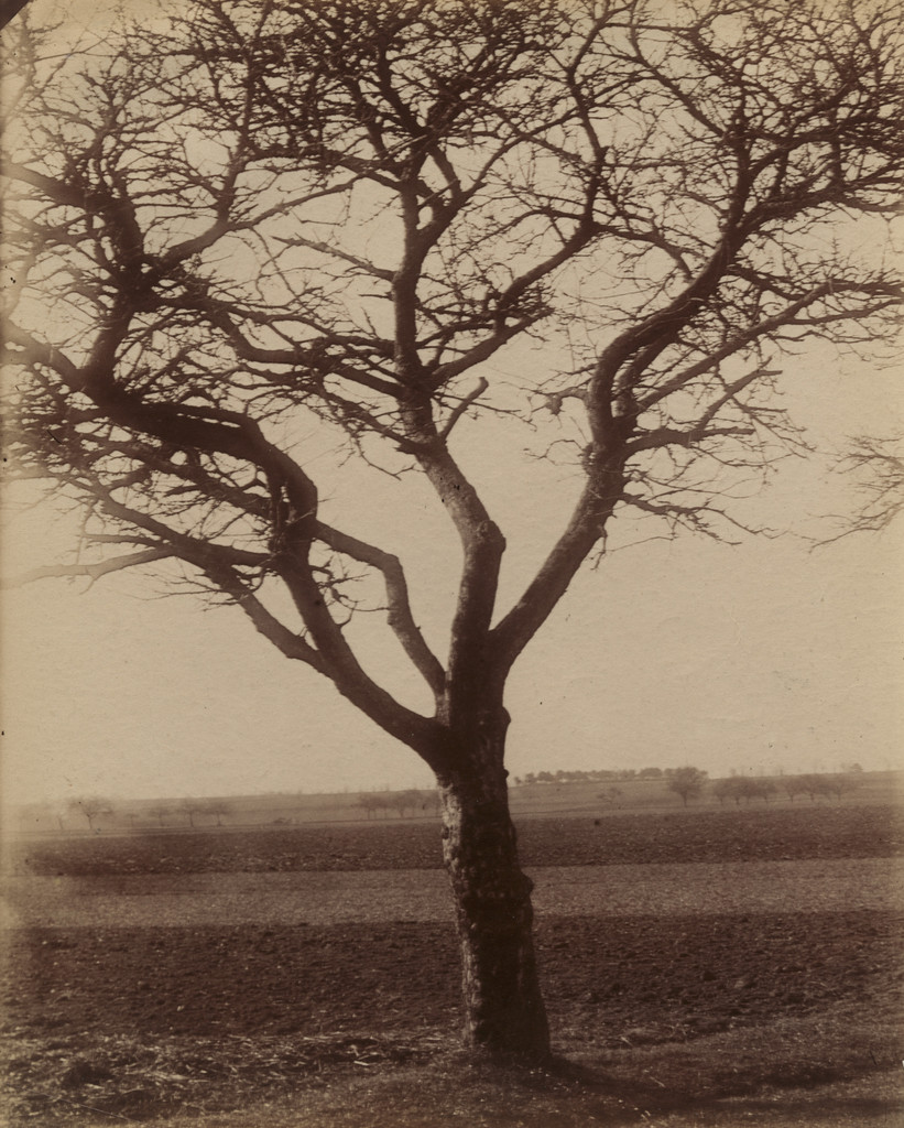 Pommier