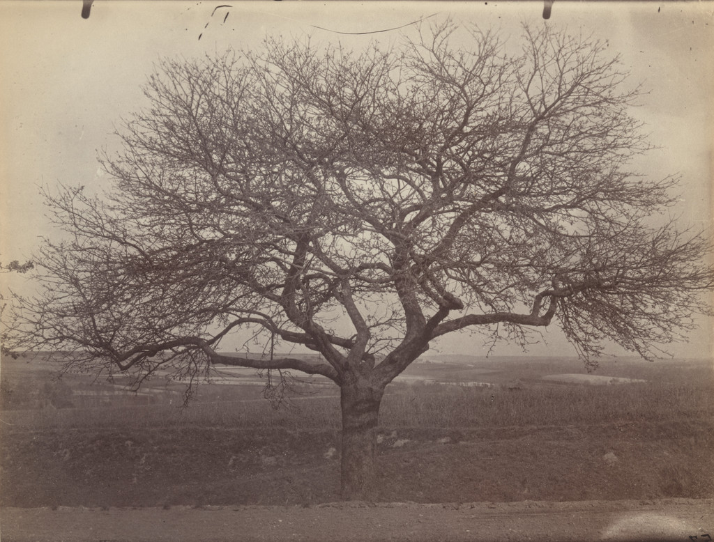 Untitled (fruit tree)