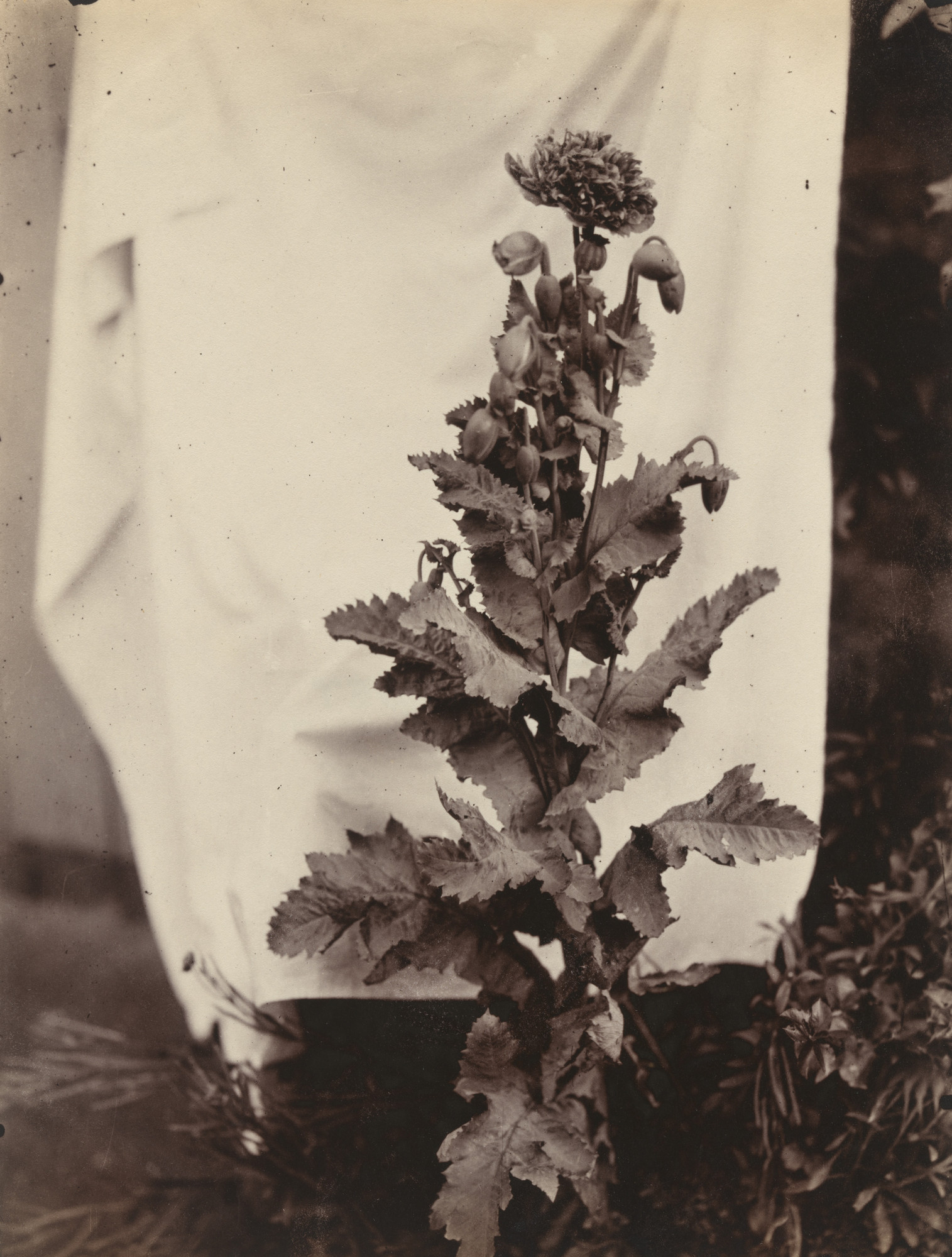 Eugène Atget. Pavot