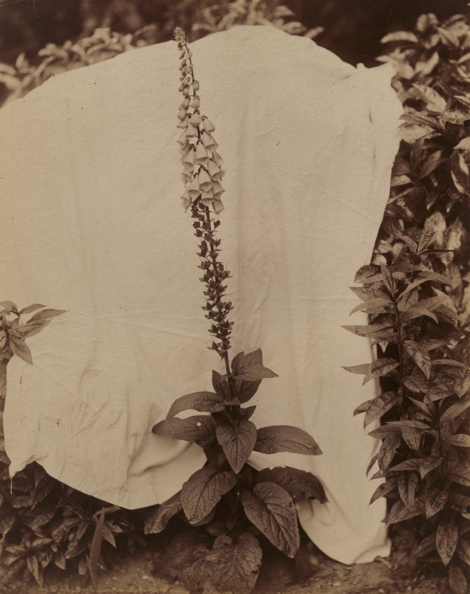 Eugène Atget. Digitale