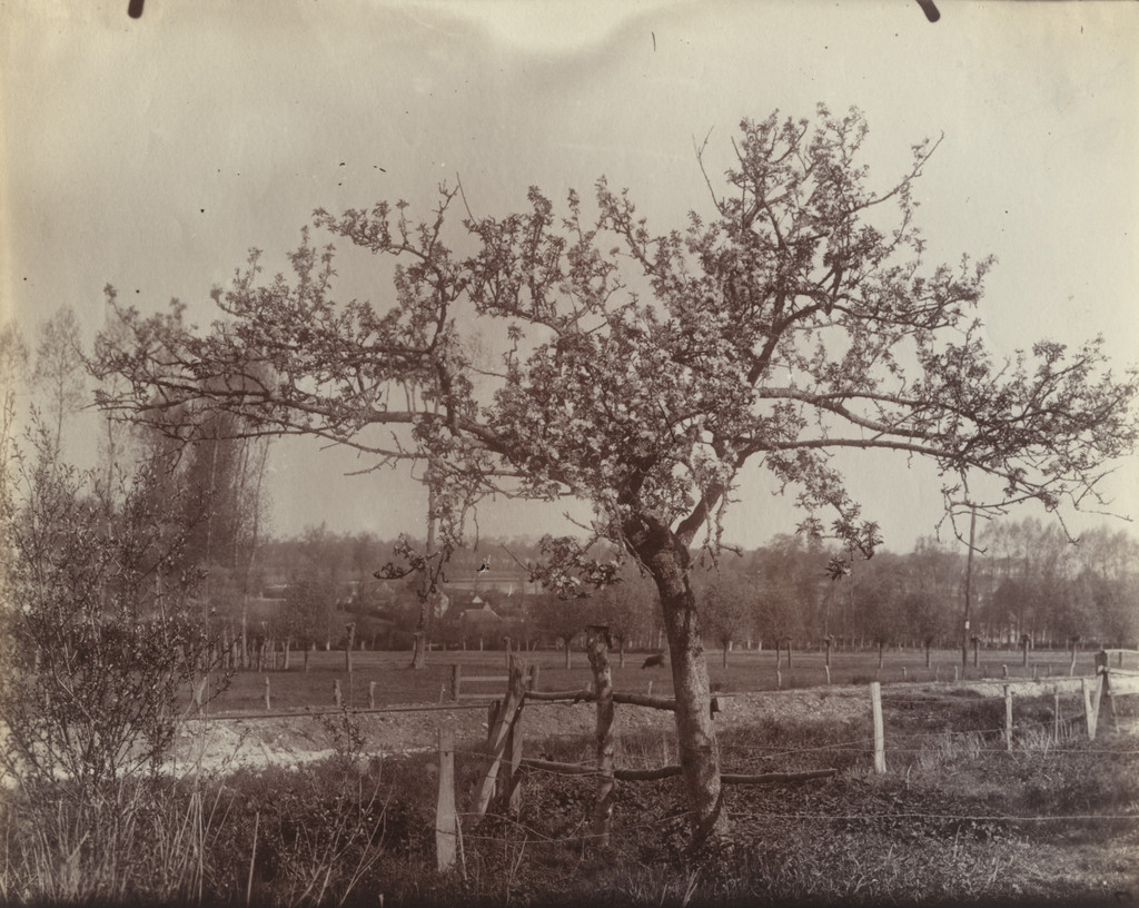 Pommier