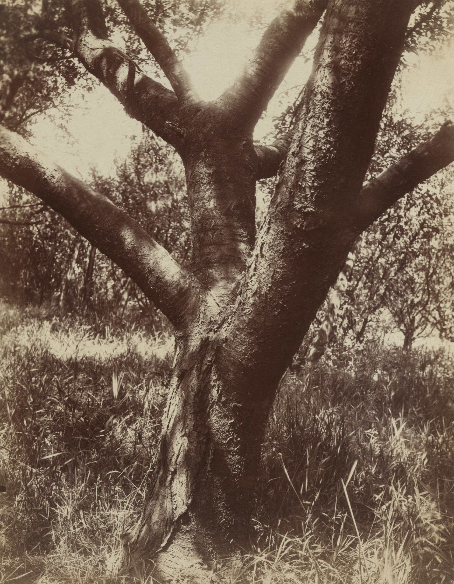 Eugène Atget. Cherry Tree
