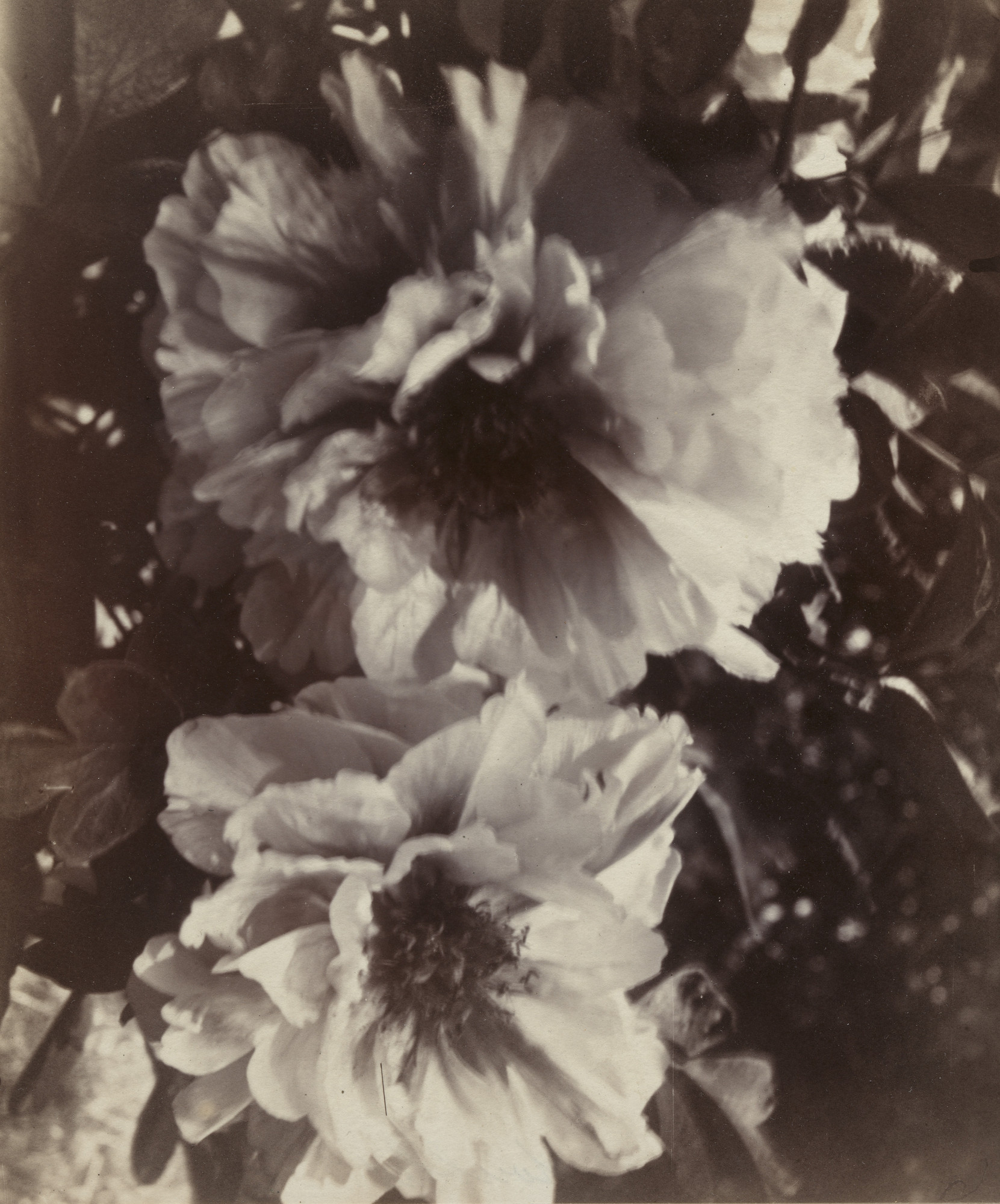 Eugène Atget. Pivoines