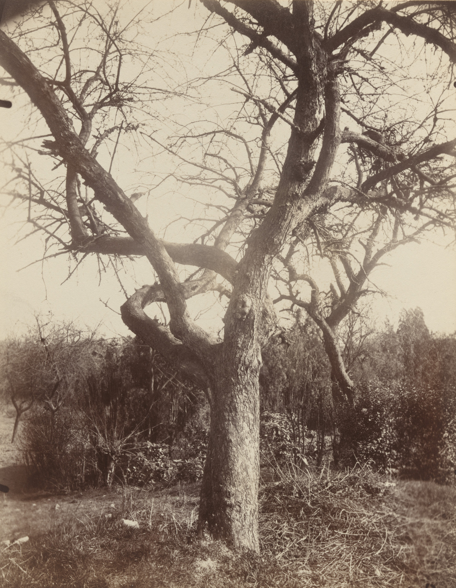 Eugène Atget. Pommier