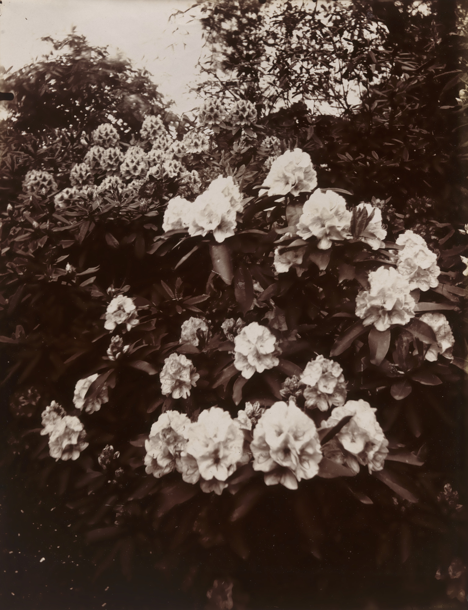 Eugène Atget. Rhododendrons