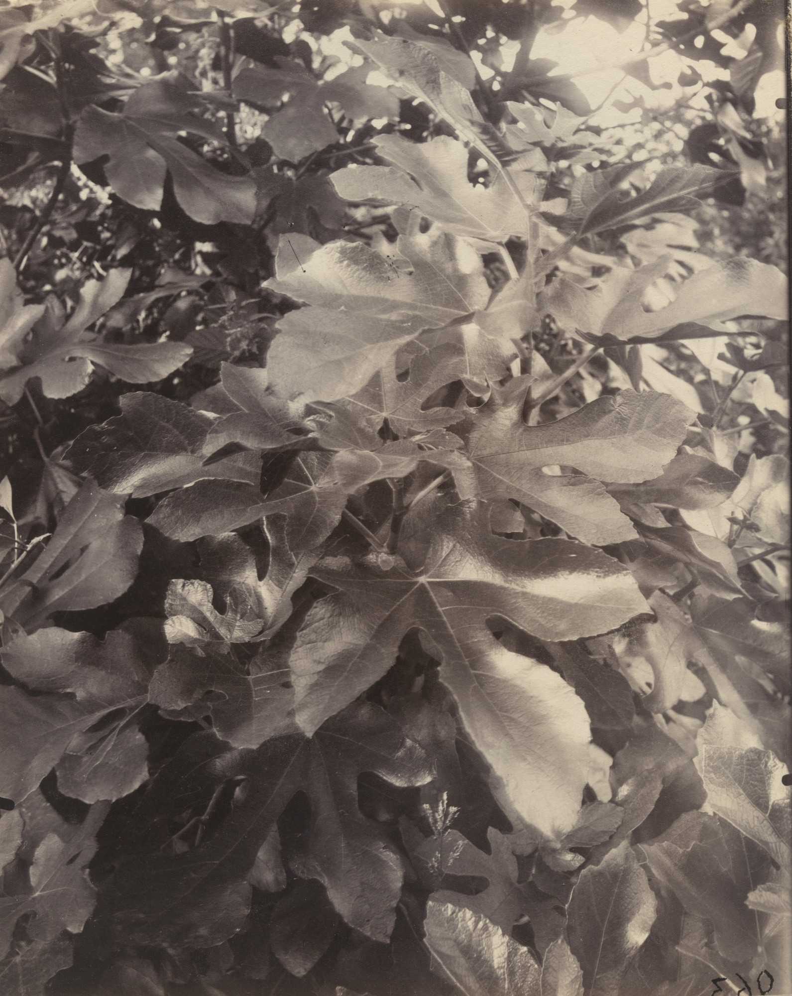 Eugène Atget. Figuier