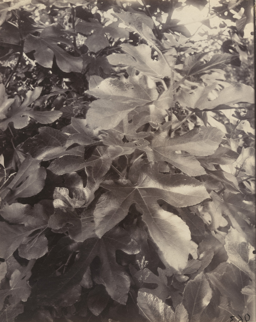 Figuier, Eugène Atget, 1919-21