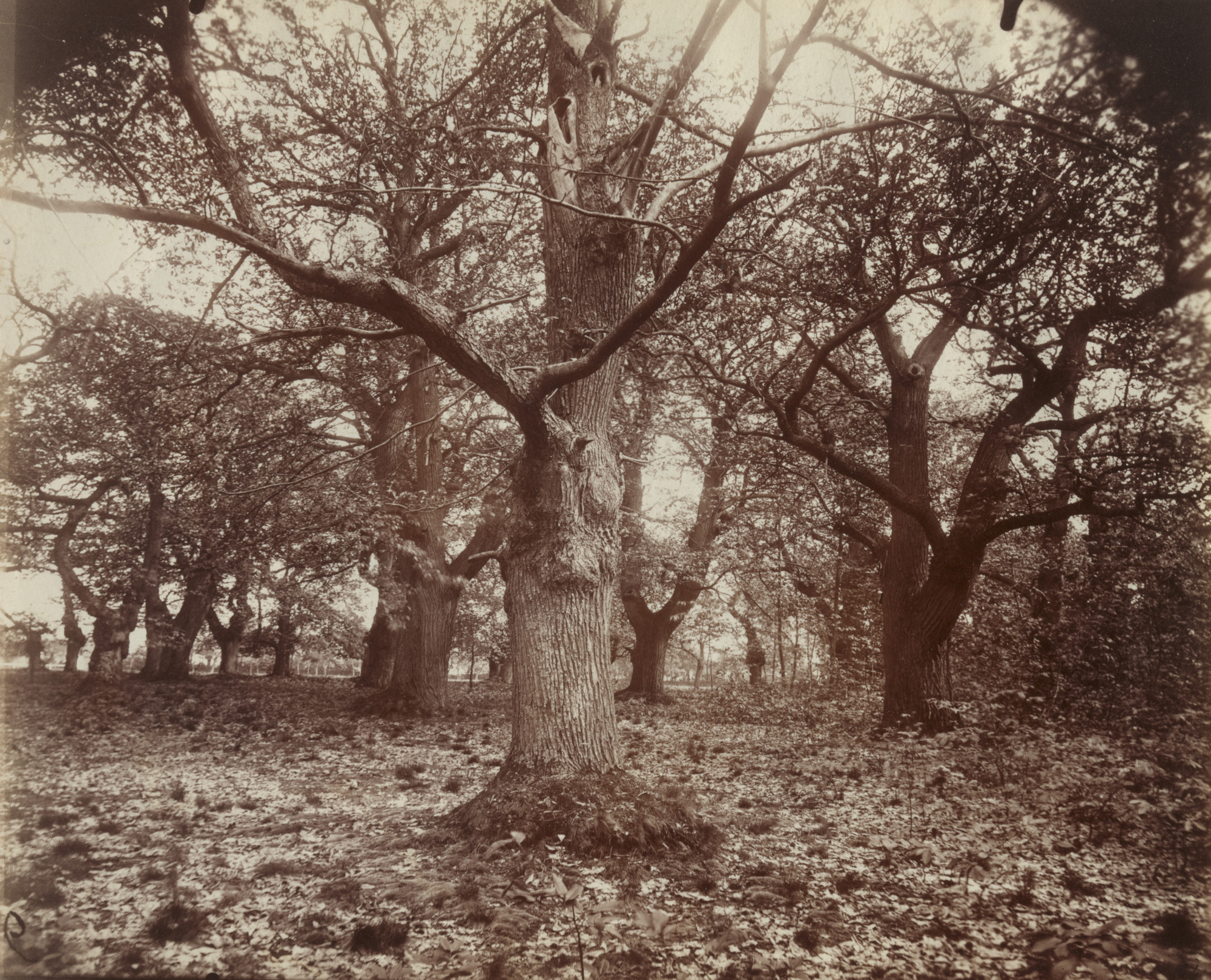 Eugène Atget. Lozère (Chataigniers)