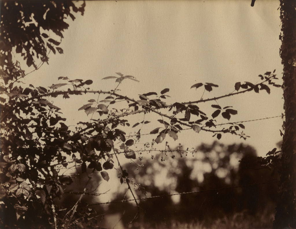 Untitled. (Thorny branches and barbed wire)