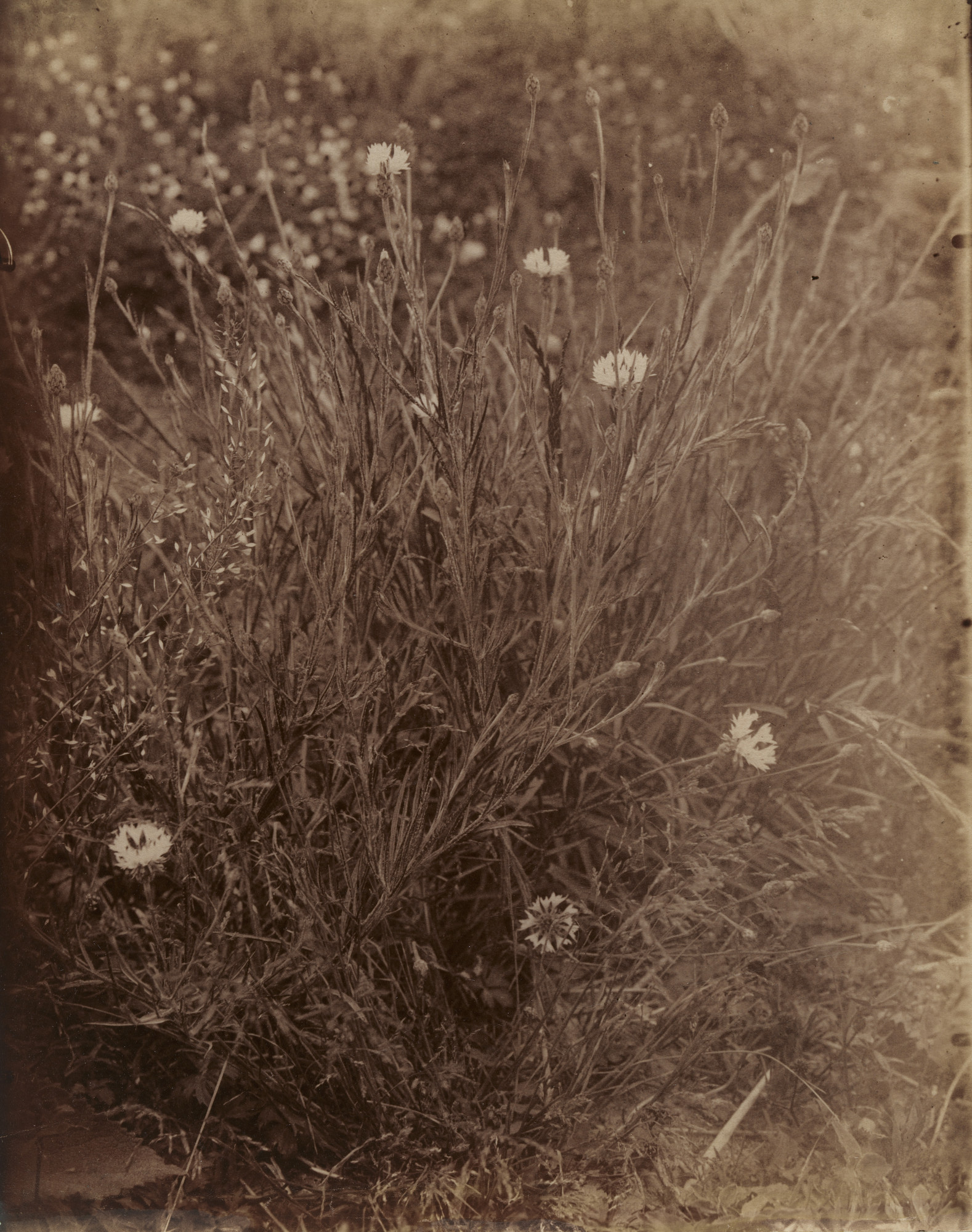 Eugène Atget. Bluets