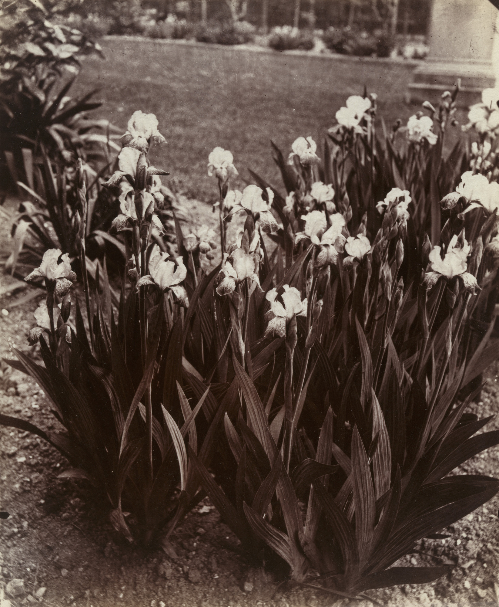 Eugène Atget. Iris (Ensemble)