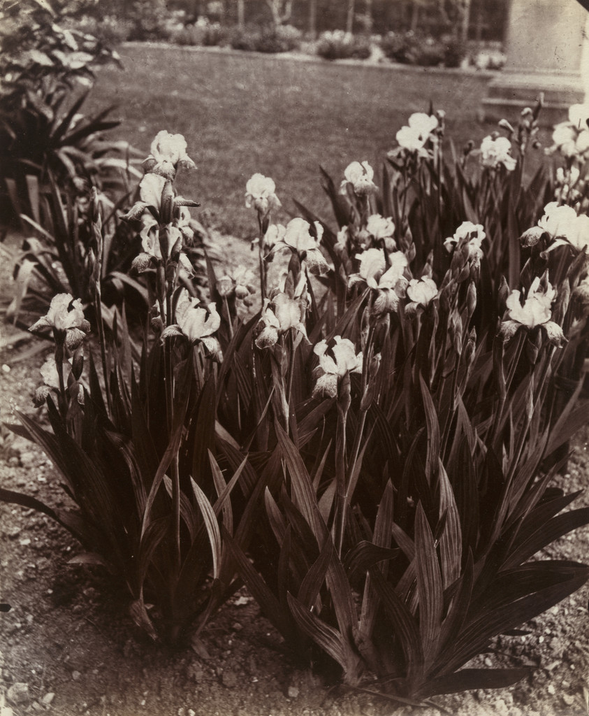 Iris (Ensemble), Eugène Atget, Before 1900