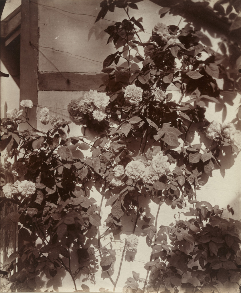 Rosier grimpant