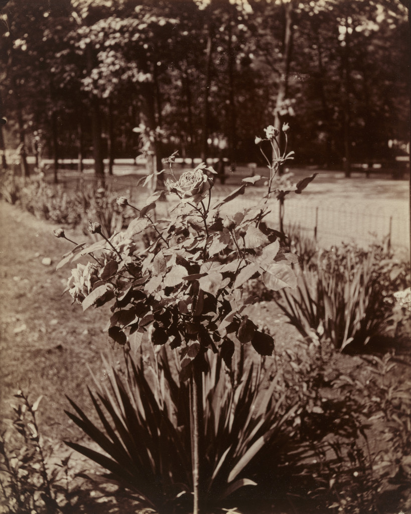 Rosier, Eugène Atget, Before 1900