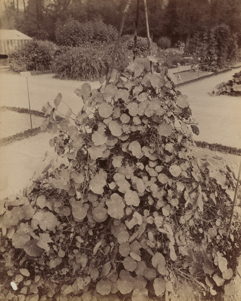 Nasturtiums