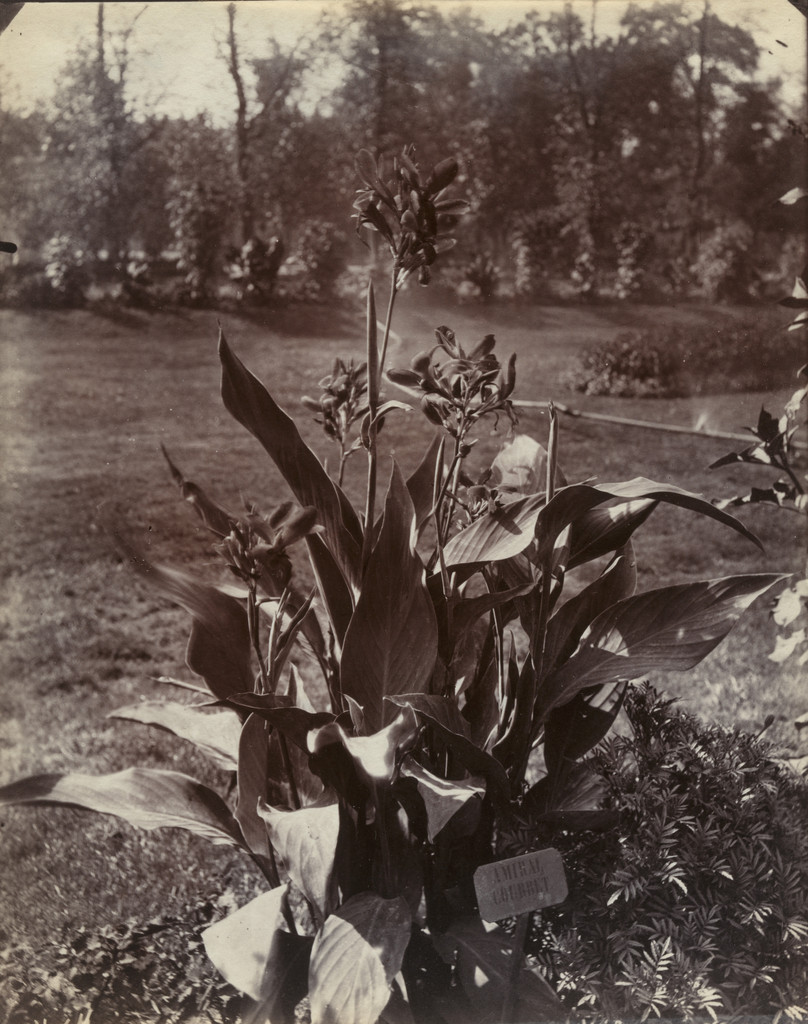 Balisier, Eugène Atget, Before 1900