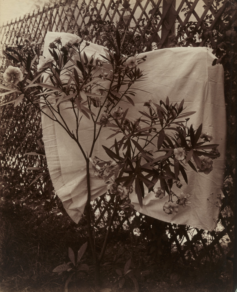 Laurier-rose
