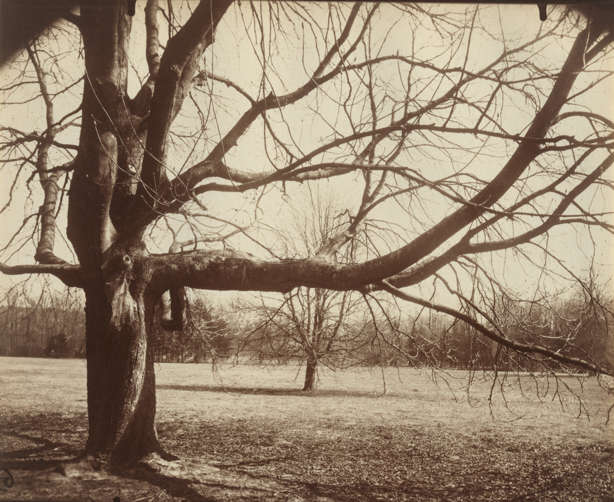 Eugène Atget. Arbre (Chamarande). 1910 or earlier | MoMA