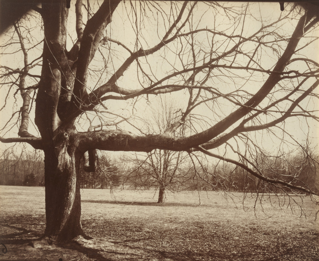 Arbre (Chamarande)