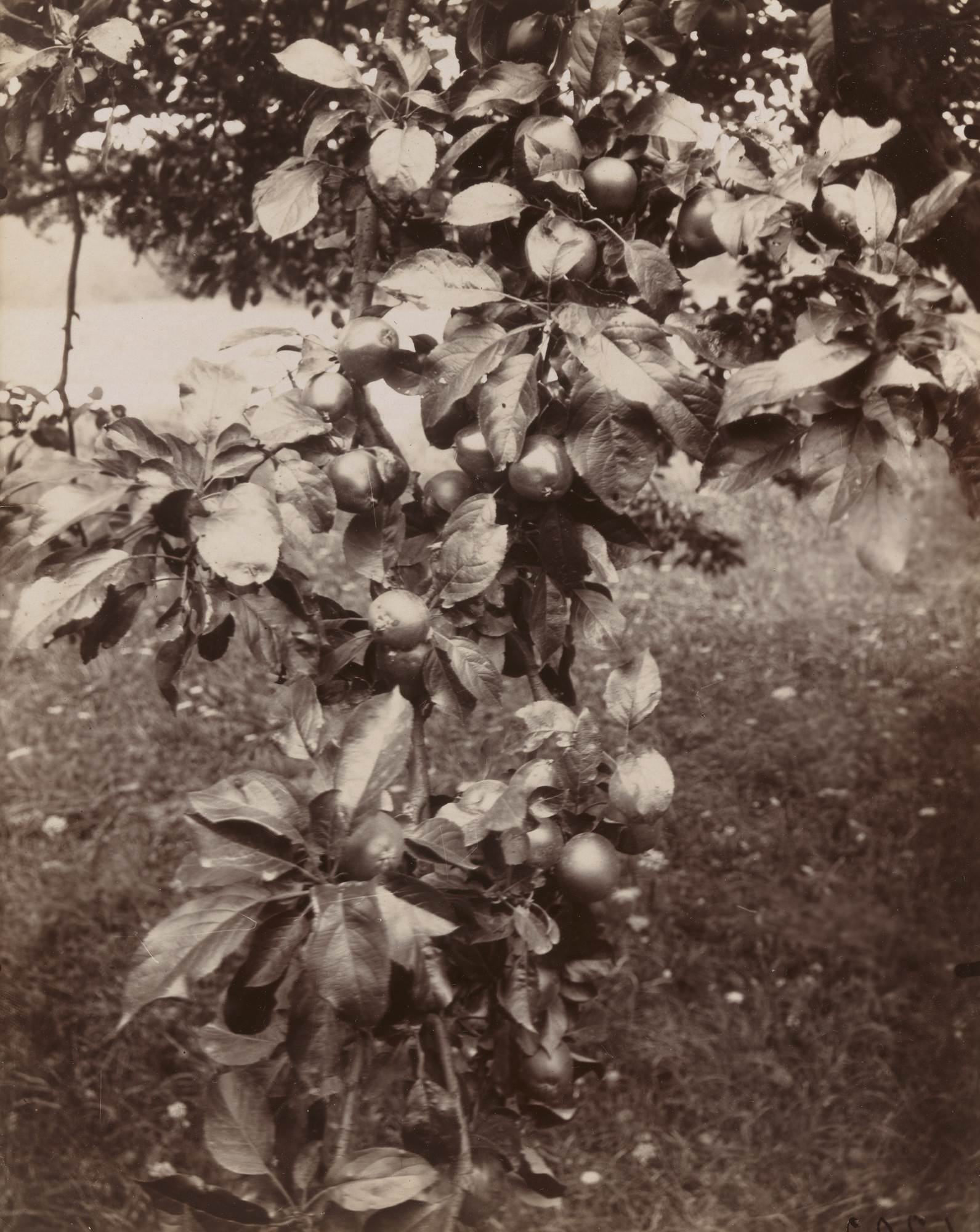 Eugène Atget. Pommier