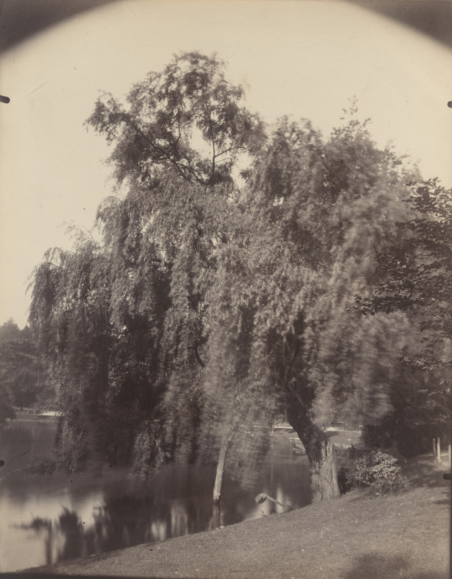 Eugène Atget. Saules