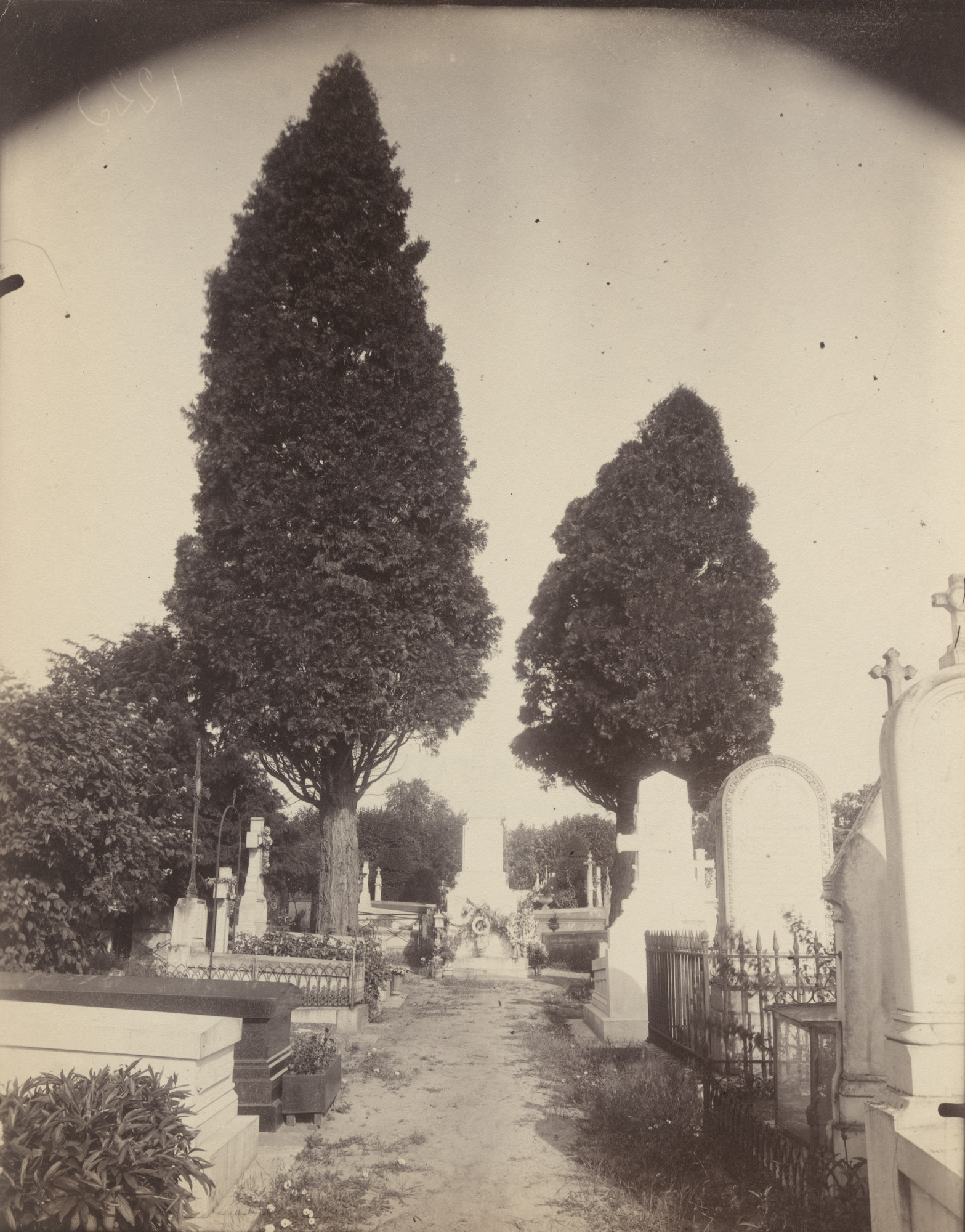 Eugène Atget. Cyprès