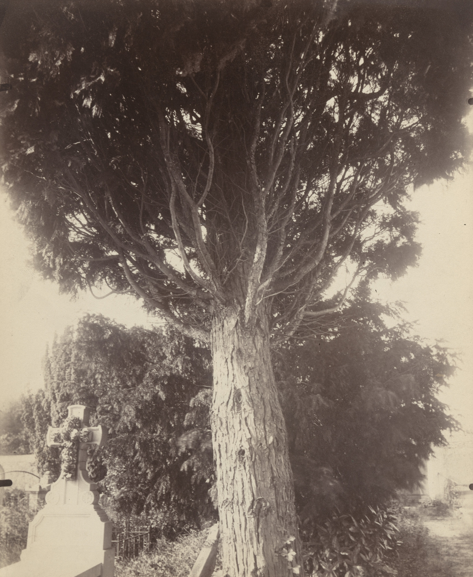 Eugène Atget. Cyprès