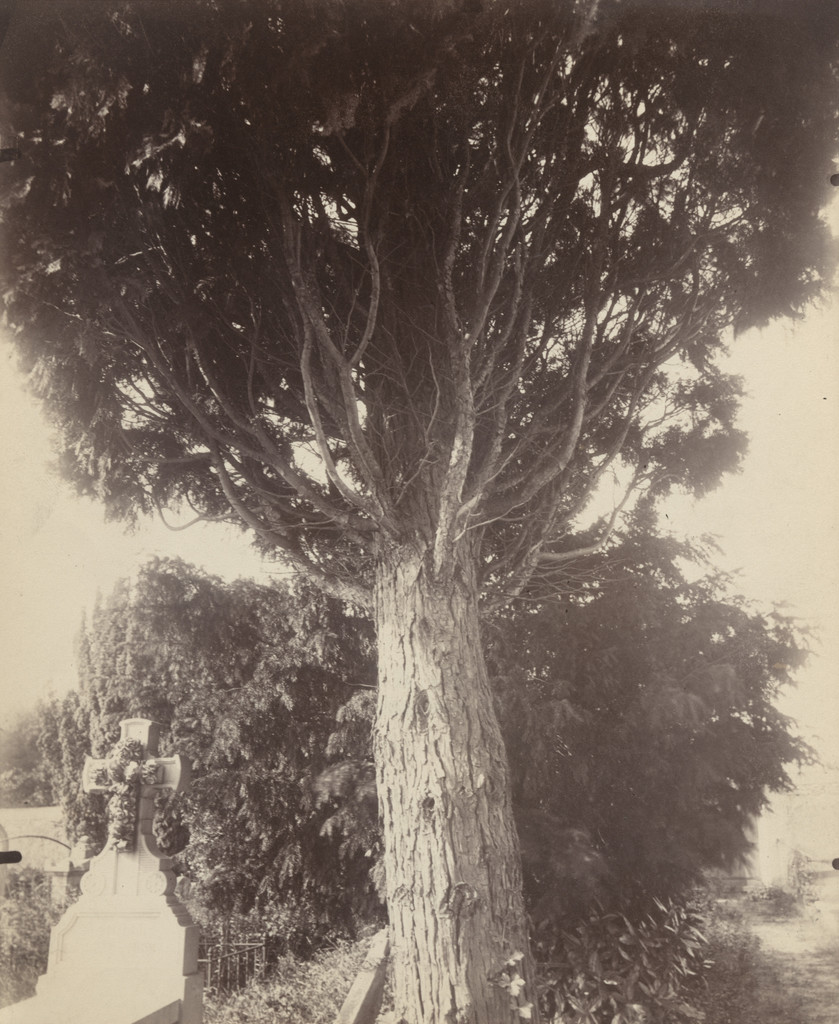 Cyprès, Eugène Atget, 1923-25