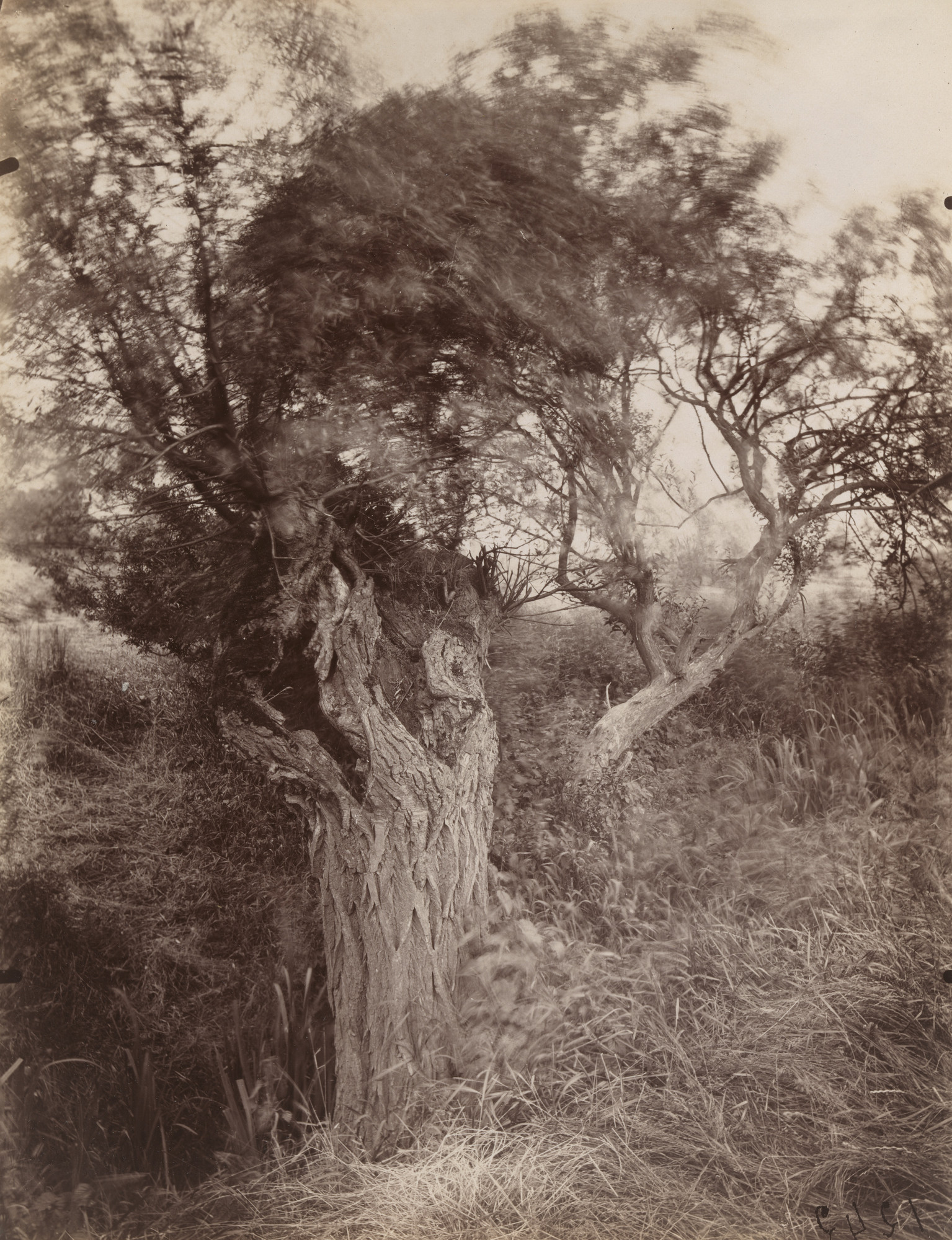 Eugène Atget. Saules