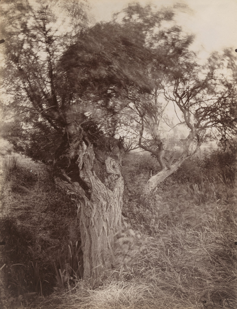 Saules, Eugène Atget, 1925