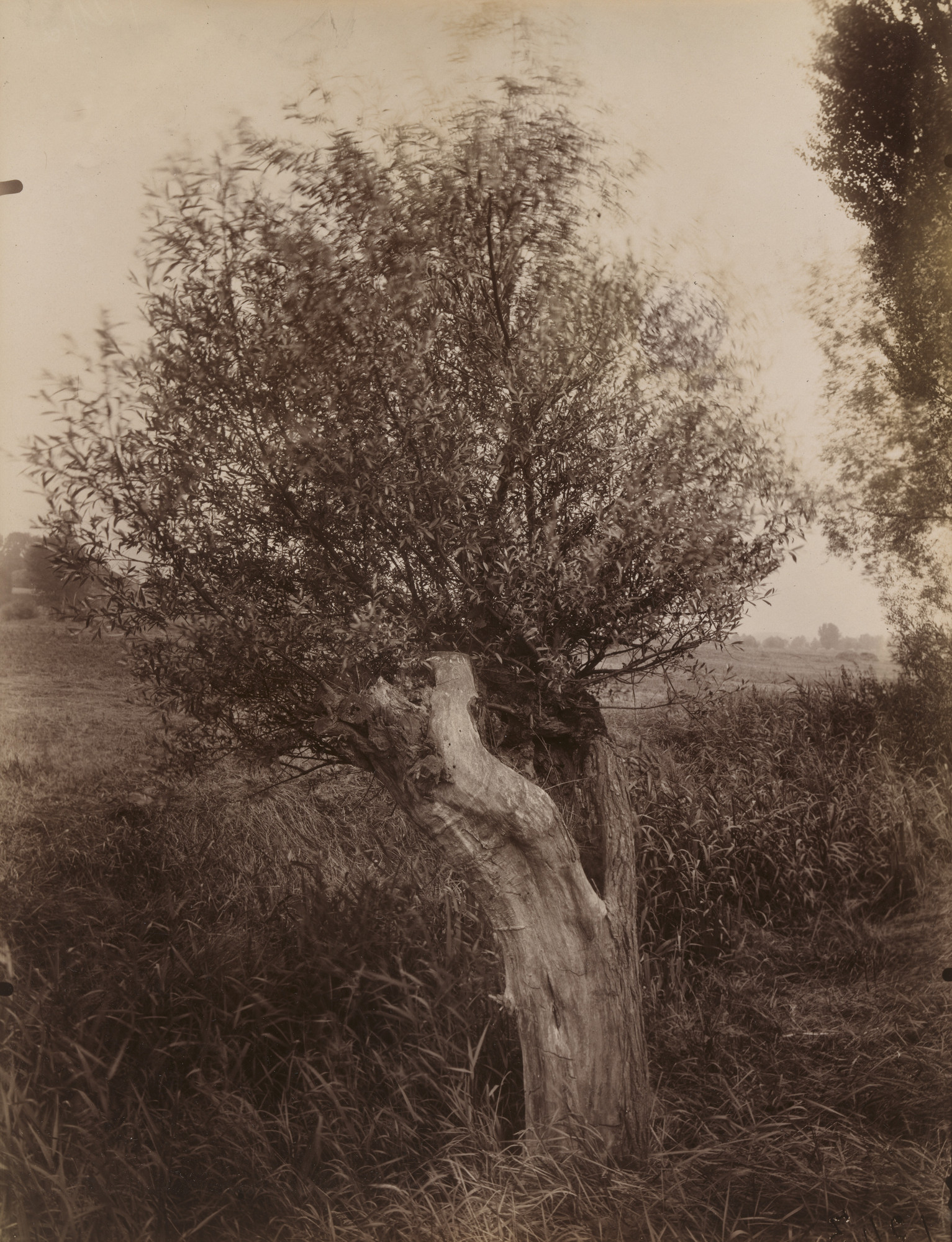 Eugène Atget. Saules