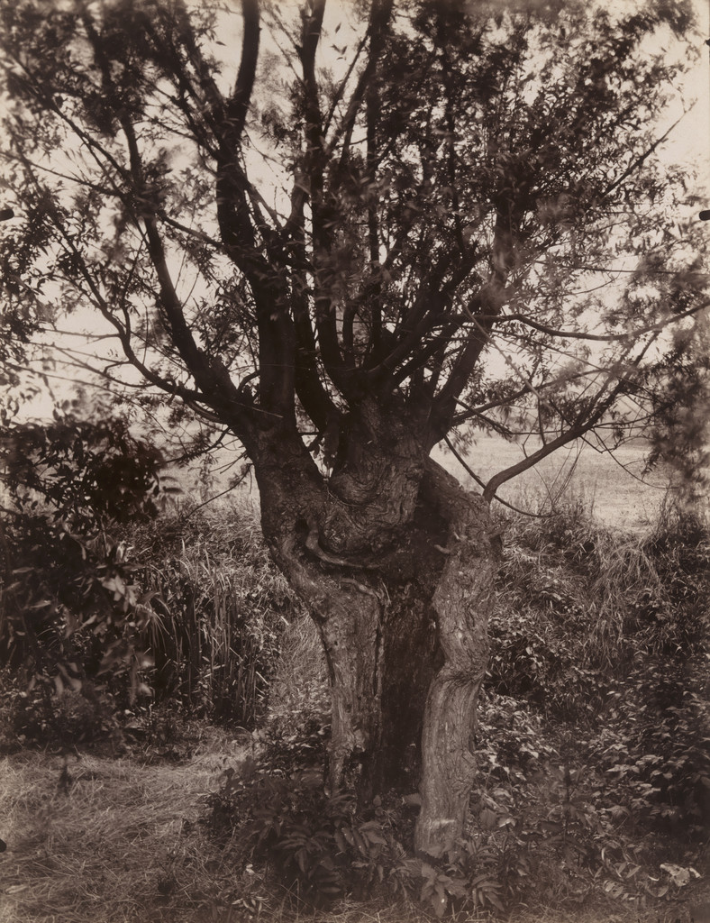 Saule