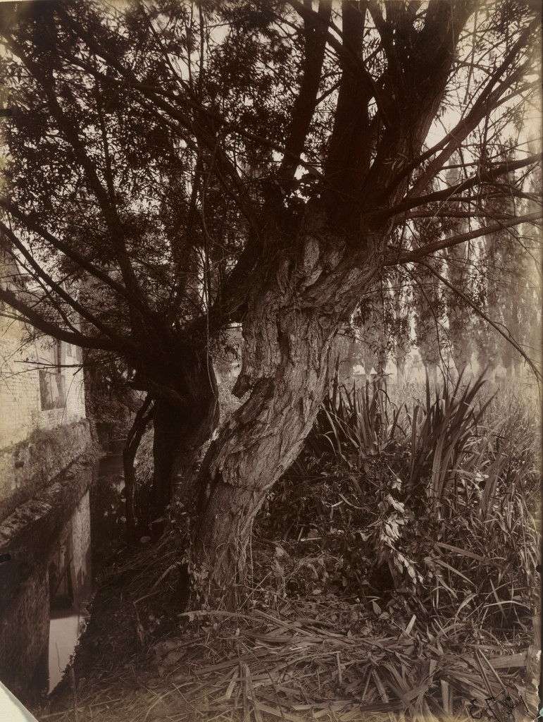 Montgeron (Saules)
