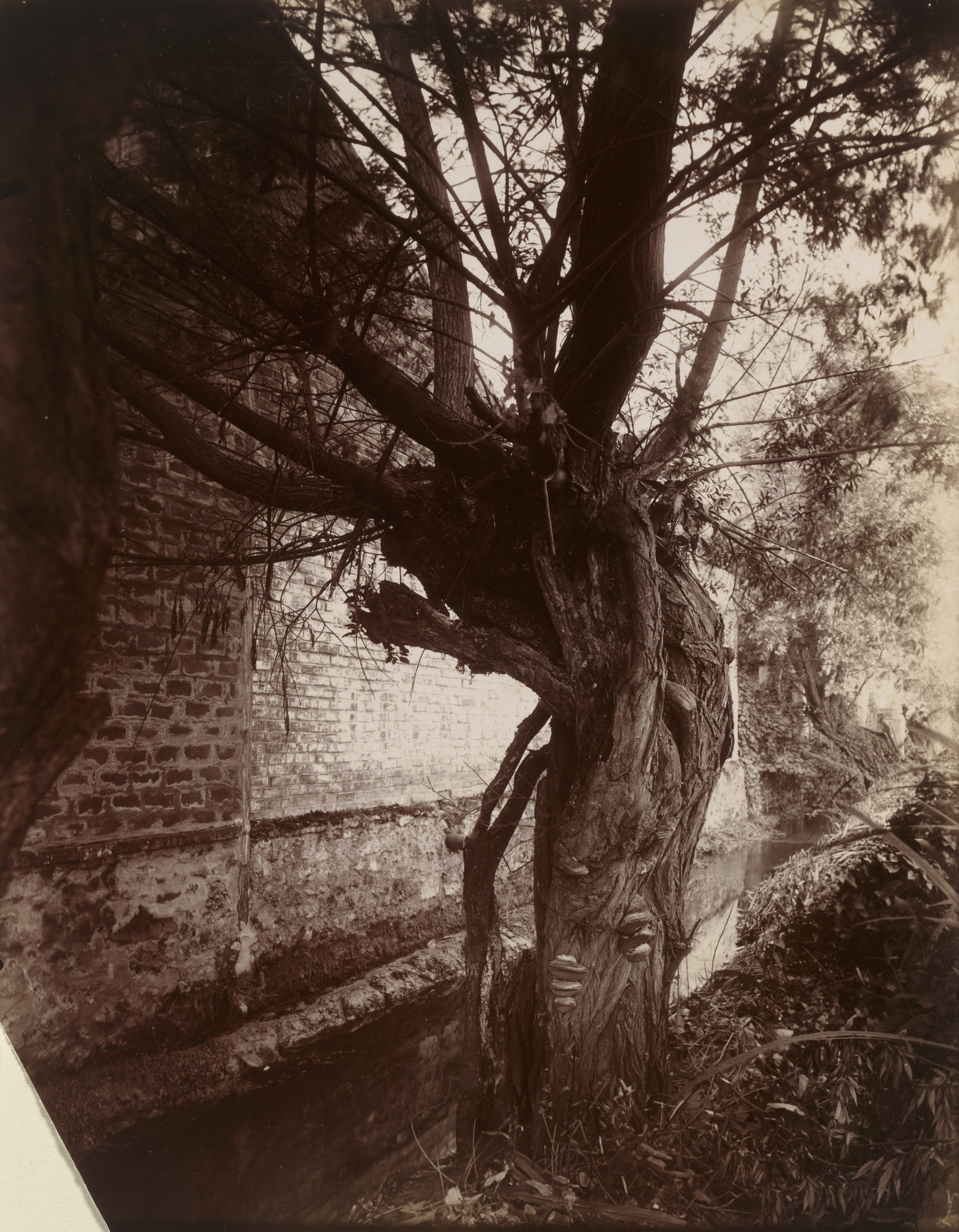 Eugène Atget. Montgeron (Saules)