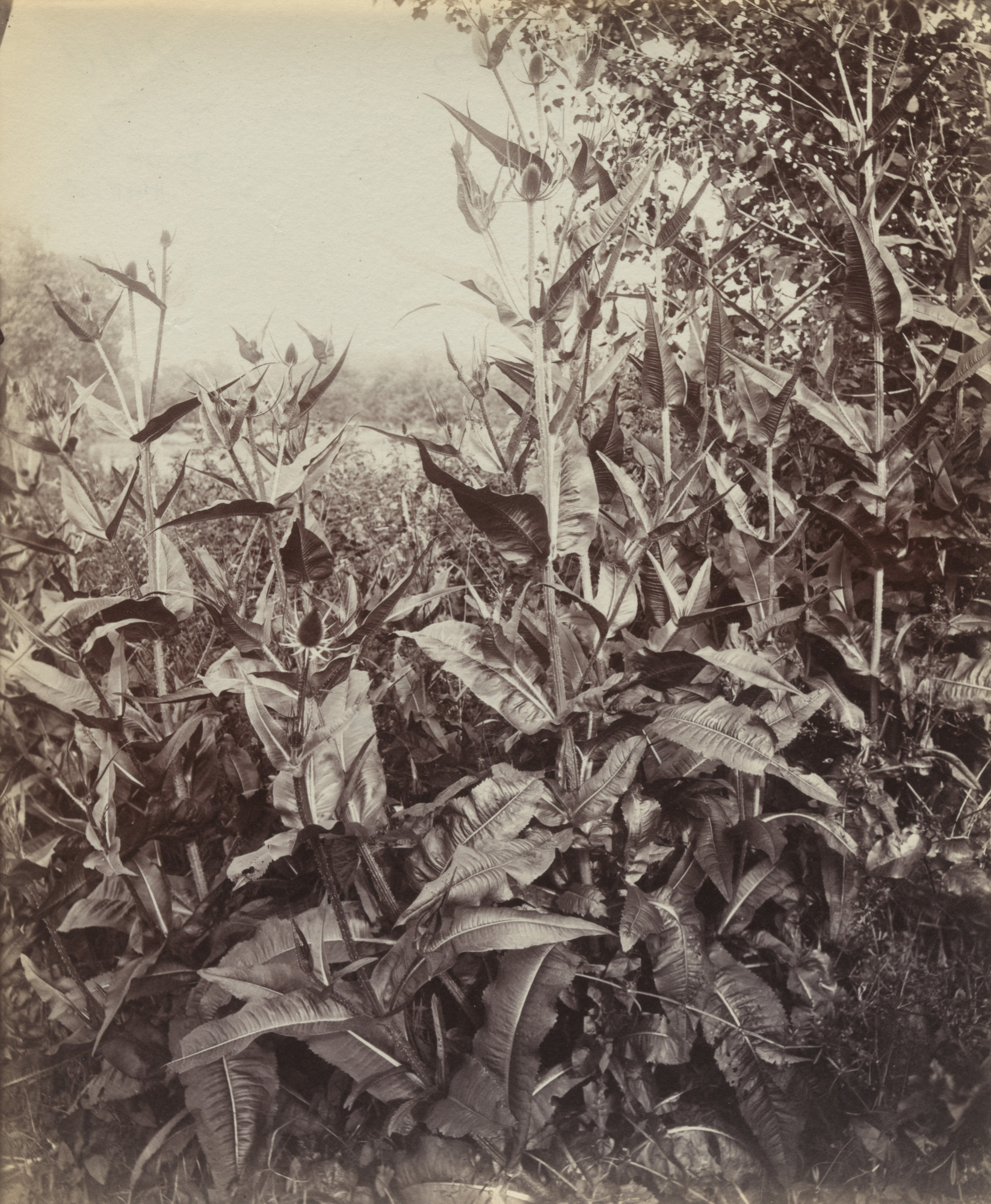 Eugène Atget. Peignes