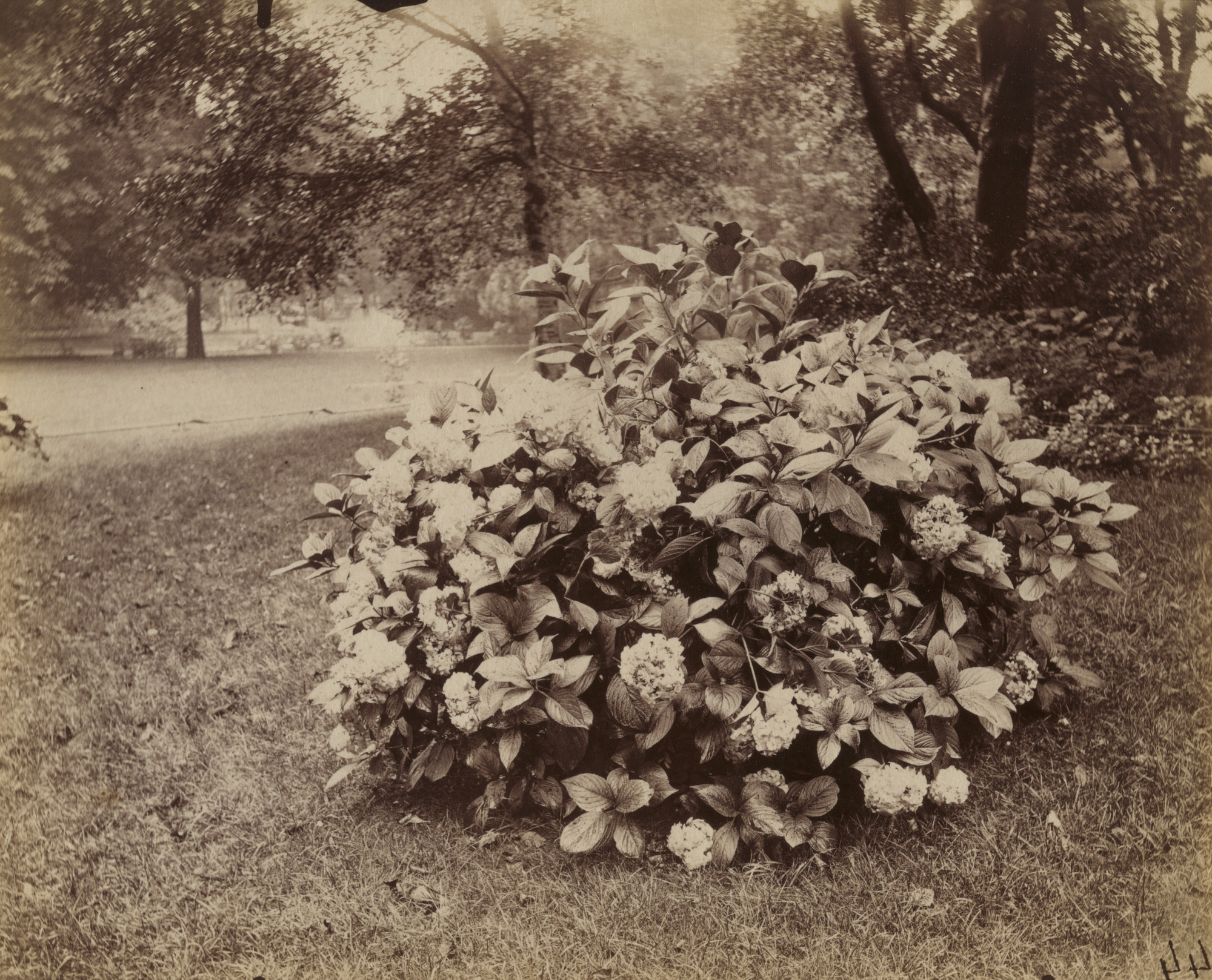 Eugène Atget. Hortensia