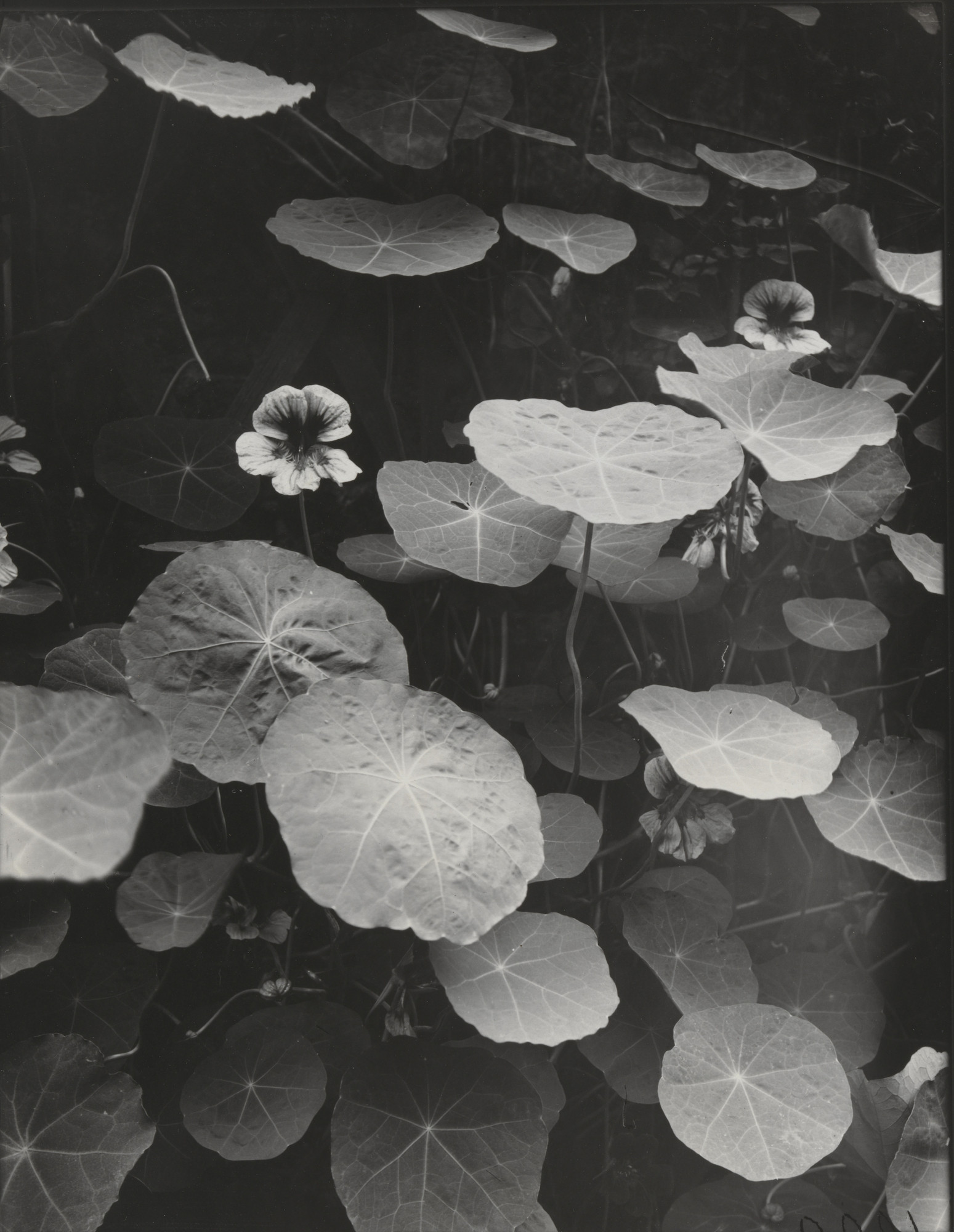 Eugène Atget. Nasturtiums