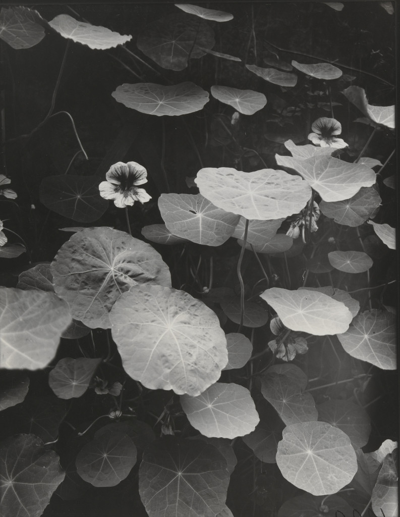 Nasturtiums