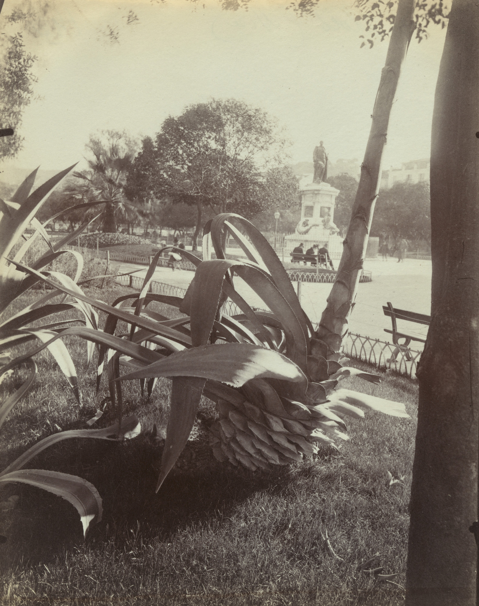 Eugène Atget. Aloes (Nice)