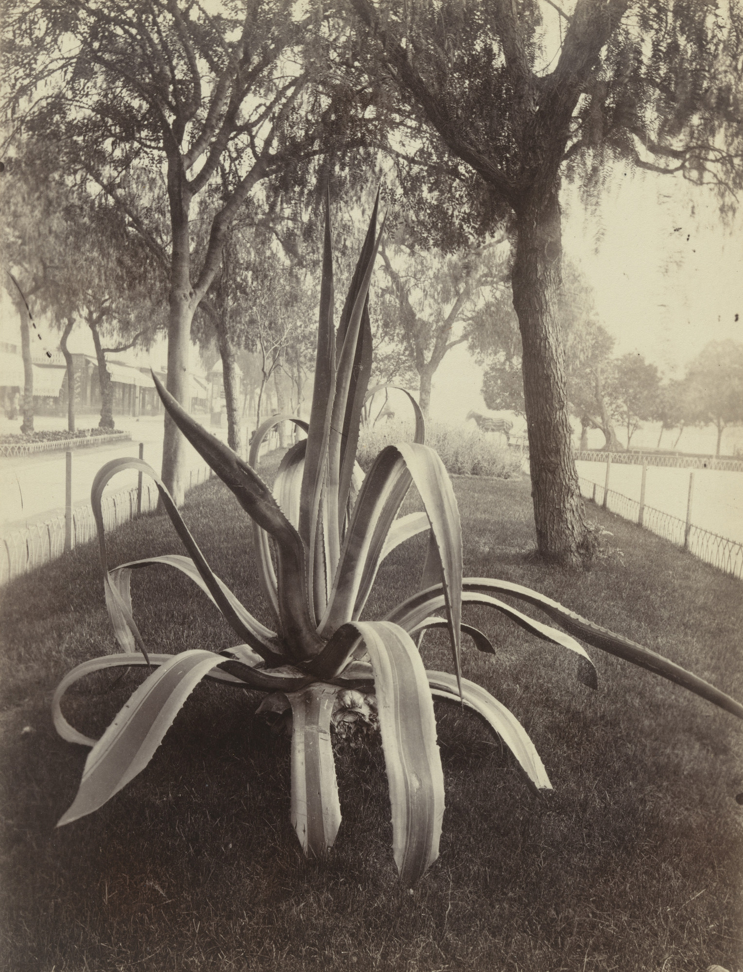 Eugène Atget. Cactus -- Nice