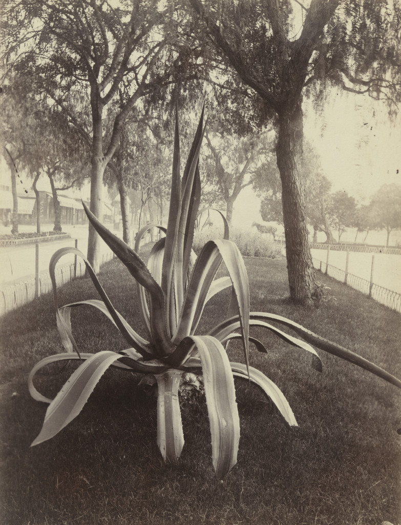 Cactus -- Nice, Eugène Atget, Before 1900