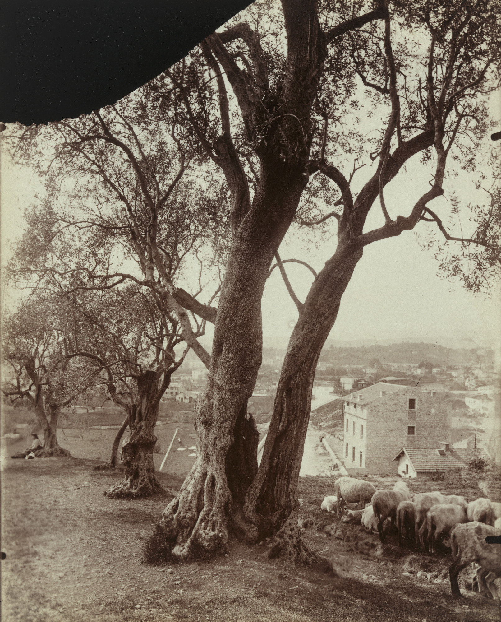 Eugène Atget. Olivier (Nice)