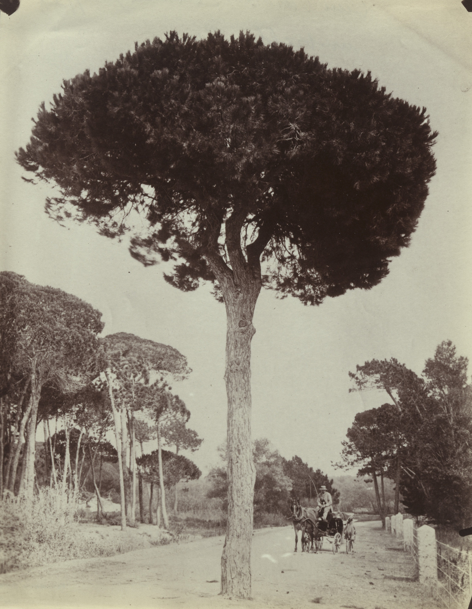 Eugène Atget. Cannes. Pins Parasols