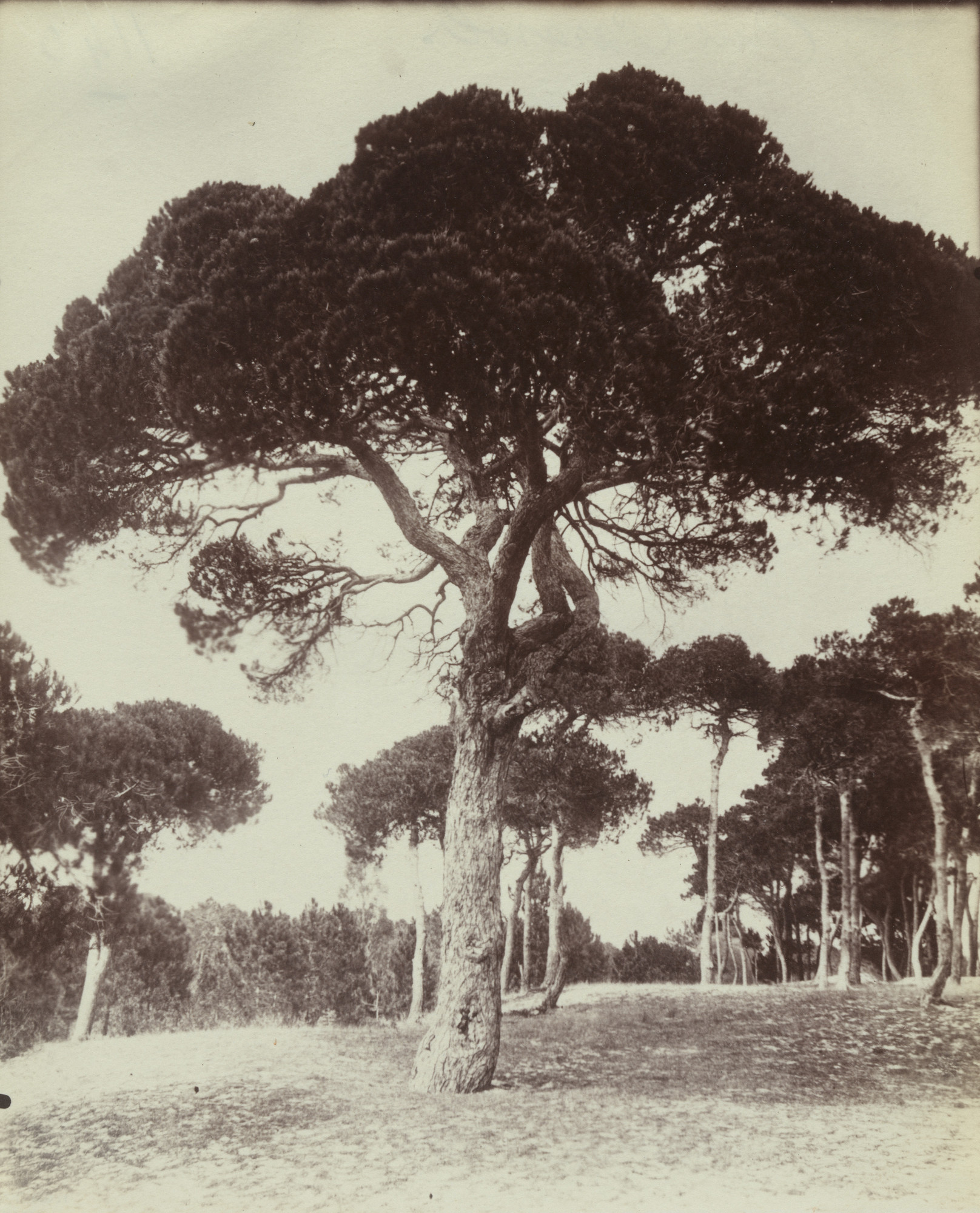 Eugène Atget. Pins Parasols. Cannes