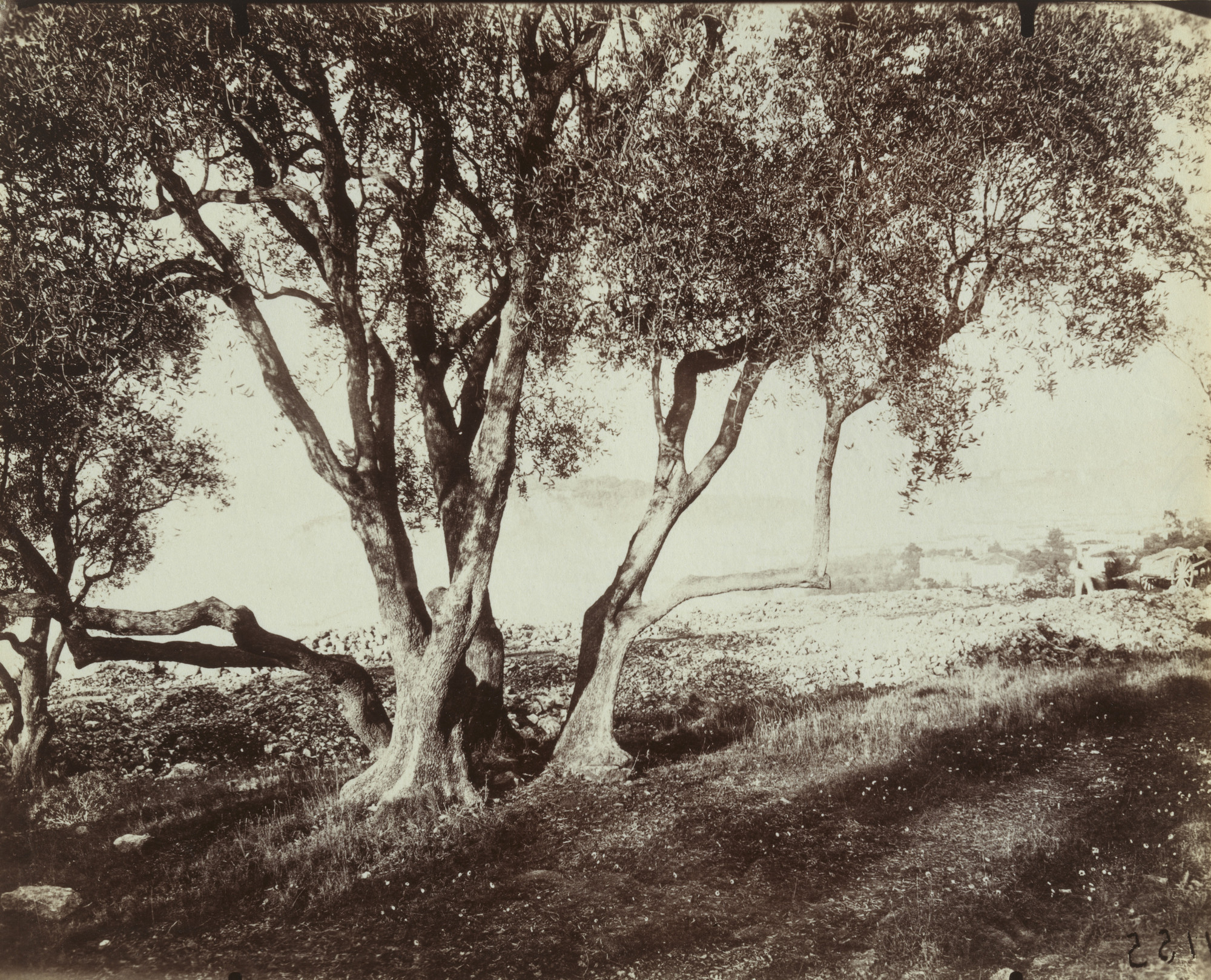 Eugène Atget. L'Olivier, Nice