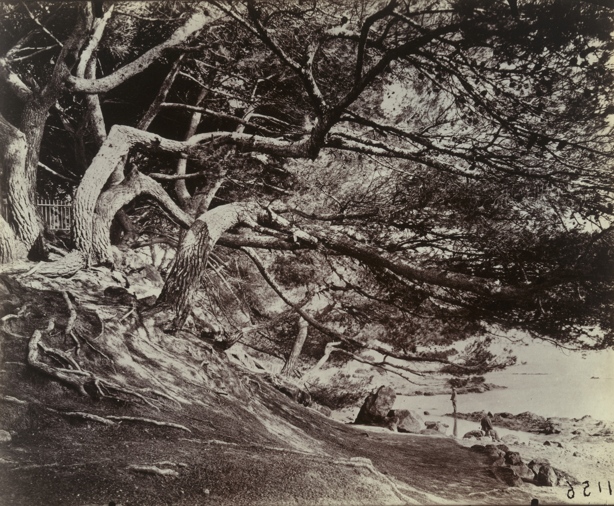 Eugène Atget. Hyères (Pins)
