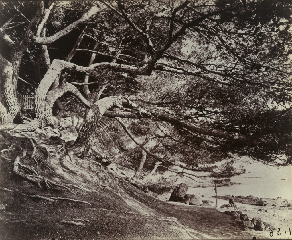 Hyères (Pins), Eugène Atget, n.d.